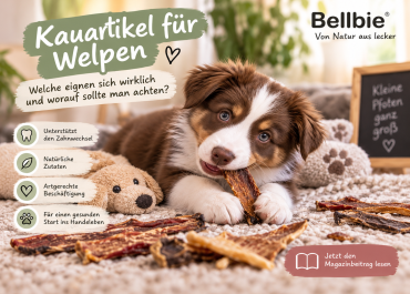 Kauartikel für Welpen – welche eignen sich und worauf sollte man achten?