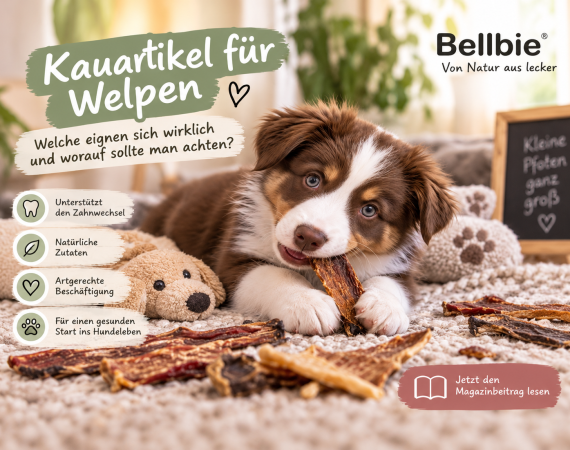 Kauartikel für Welpen – welche eignen sich und worauf sollte man achten?