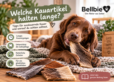 Welche Kauartikel halten lange? – Kauvergnügen für ausdauernde Kauer