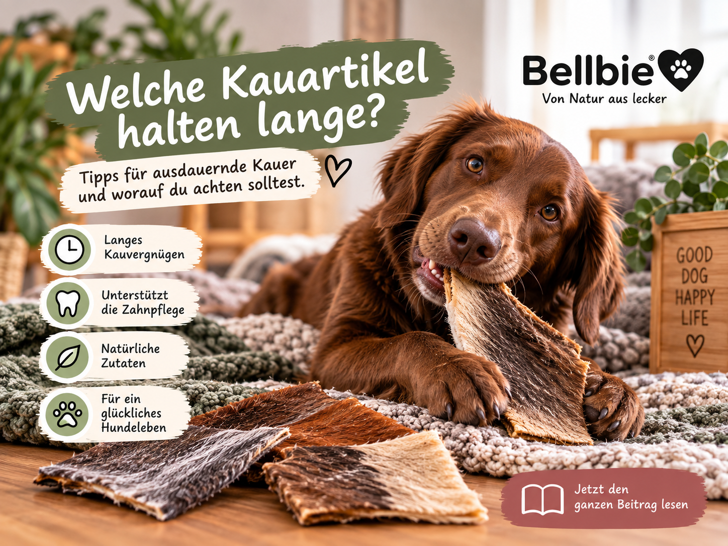 Welche Kauartikel halten lange – Bellbie Ratgeber